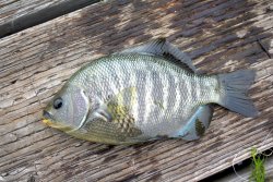 Blackperch_MBNT_2010.jpg