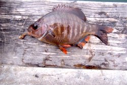 Blackperch1_Cabrillo_Pier_2007 copy.jpg