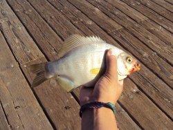 Blackperch_Ventura_2010_9.4a_white copy.jpg