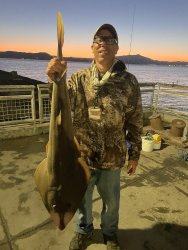 Shovelnose Guitarfish_Ferry.Point_10.2022_Redfisg.jpeg