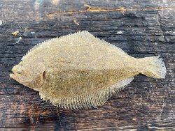 Speckled.Sanddab_Hermkosa.Beach.jpeg