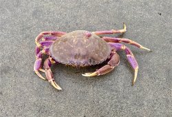 Crab,.2_Hermosa.Beach.P.jpeg