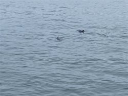 Dolphins_Hermosa.Beach.Pier.jpeg