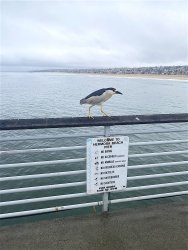 Night.Heron_Hermosa.Beach.P.jpeg