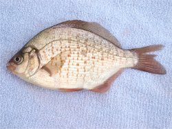 Calico.Surfperch_San.Simeon.Pier_X copy.jpg