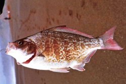 Redtail_Surfperch_1 - Version 2.jpg