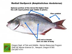 Amphistichus_rhodoterus.jpg