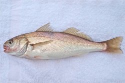 White.Croaker_Avila_2013_2b.jpg