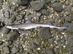 Gray.Smoothhound_SanDiegoBay_Calaznfisher.2jpg.jpeg