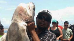 7_Gill.Shark-caught-imperial-beach_2015.jpg