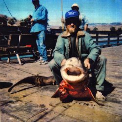 Sevengill_Cayucos.P_1997_Wayne.1 copy.jpg