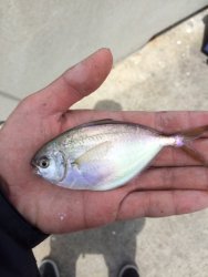 Butterfish_Pacifica.2014_pinoyfisherman.jpg