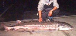 White.sturgeon_Eckley_2003_Saltys.jpg