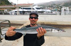 Barracuda_Cabrillo.Mole_2009_SteveO.jpg