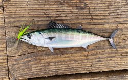 Bonito_Oceanside.Pier_2020.7_KJ.jpg