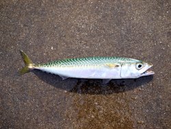 Pacific.Mackerel_2.JPG