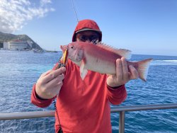 Sheephead_Cabrillo Mole_fish-ninja_2023.4.14.jpg