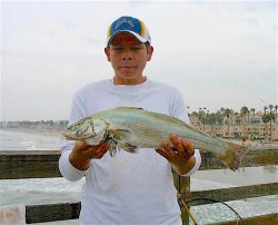 Corbina_Oceanside.P_2012.7.2.jpg