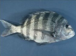 sheepshead 2.JPG