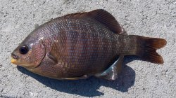 Blackperch_P-2_2023.8_KJ.jpg