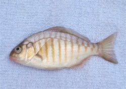 Barred.Surfperch_San.Simeon.Pier_2.jpg
