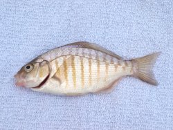 Barred.Surfperch_San.Simeon.Pier_1 copy.jpg