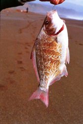 Redtail_Surfperch_1.JPG