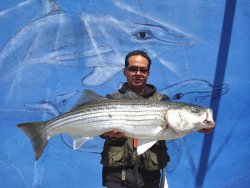 Striped_Bass2_Fort_Point.jpg
