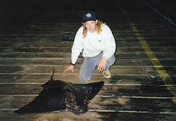 Bat.Ray_Goleta_2003_Pete.Wolf_52inch.jpg