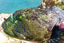 Cabezon.head_CenCoast_2014_ChemFish.2.jpg