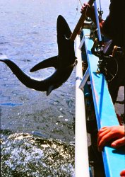 Blue.Shark_Farallon.Islands_1.JPG