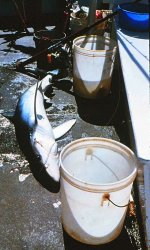 Blue.Shark_Farallon.Islands_2.JPG