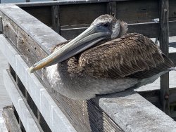 2024.4.5_Oceanside Harbor Pier_Bird.2.copy.jpg