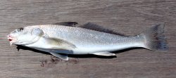 California Corbina_Seal Beach Pier_2024.4 copy.jpg