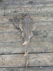 Shovelnose Guitarfish_IB Pier_2024.4_ghost1234.1.jpeg