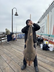 Shovelnose Guitarfish_IB Pier_2024.4_ghost1234.2.jpeg