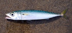 Pacific.Mackerel_1 copy.jpg