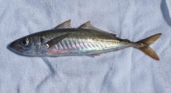 Jackmackerel_Cat_2011_Mole_1.1X.JPG