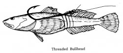 Hooking_Bullhead (1).jpg