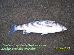 nicefish1.JPG