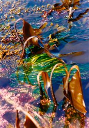 AVHS_Marine.Biology_4.jpg