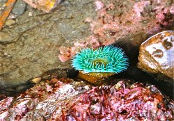 AVHS_Marine.Biology_7.jpg
