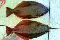 Halibut_R&L.eyed_Balboa_2003_7.22.jpg