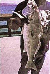 Spotfin Croaker_Balboa_11.13_36in.18lb.jpeg