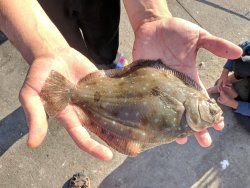 Turbot_Balboa_2022.6_Angler67.jpg