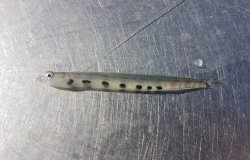 Lizardfish.Juvenile_Balboa.P_2023.2.4.jpg