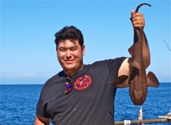 Cat_2015_Mole_Kyle_Horn.Shark1.JPG