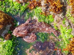 Shore.Fish_4_Connie.Dreisbach.jpg