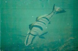 Unidentified Fish.jpeg