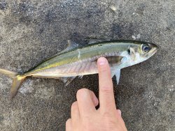 IMG_8698.JPEG